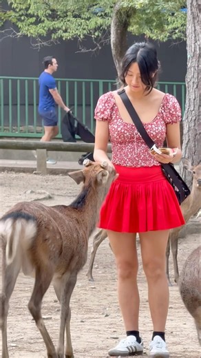 礼儀正しい奈良の子鹿に外国人観光客が感動 🦌✨ | 日本の奈良公園の鹿