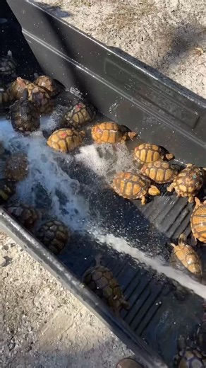 Kenan Harkin on Instagram: "360 days a yr I’m working on this farm! Loaded up the #kubota #l47 with some precious cargo to get these little #mexicanboxturtles hydrated! I can get so much done with my tractor! Happy new year friends! #kubota_country #kubotapartner"