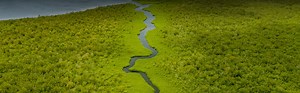 Central Mangrove Wetland - National Trust for the Cayman Islands