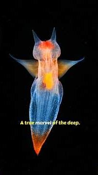 The Mesmerizing Sea Angel: Nature's Tiny Predator.