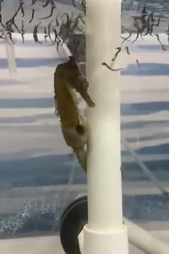 Seahorse father giving birth to lots of baby seahorses at SEA LIFE Sydney Aquarium