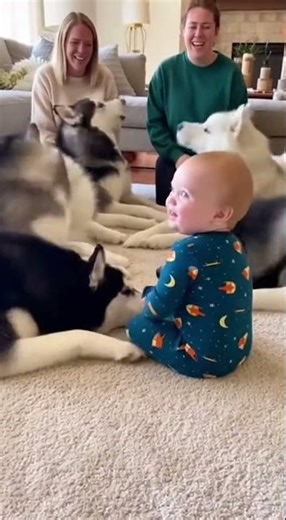 BabyBarksatHuskiesTheyBarkBack! 😂 #baby#husky#funnydogs#cutebaby #shortsWhenaBabyThinksHe'saHusky 🐶👶