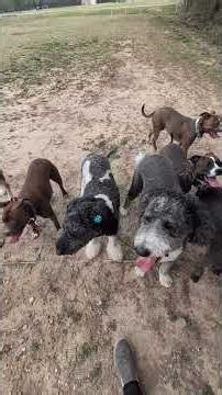 dog pack training adventure with Ruby Koda, Rhea, Aurora, Comet, Hazel, Gracie, and Mikko. #dogpack