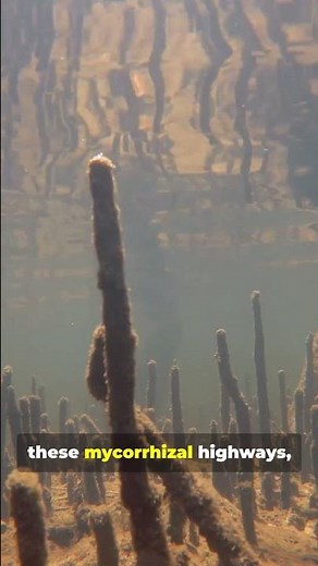 🌳🌍 How Trees Communicate Underground | The Hidden Network of the Forest