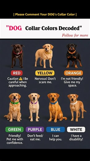 " What is Your Dogs Collar Color " 🐕🤔 #blink #dog #pets #puppy #shorts