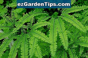 Comment planter des fleurs de Coxcomb 🌱 Conseils Jardiniers - Fr.ezGardenTips.com