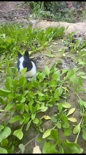 rabbit first' time EAT