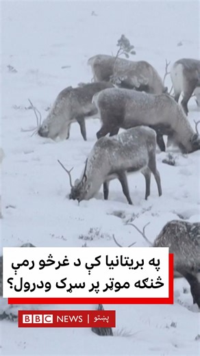 390K views · 9.8K reactions | د بریتانیا د غرنیو غرڅو یوه رمه د...