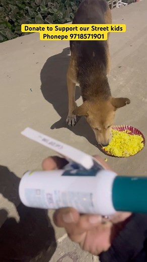 TOBBY's Fight with Disease ❤️ #shorts #ytshorts #funnydogs #goldenretriever #cutepet #zubeengarg