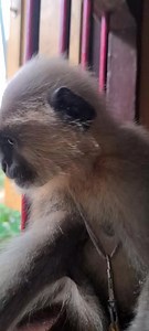 569K views · 10K reactions | Monalisa and her adopted langoor Son Mangal showing their loves towards his human mother Monalisa. | Bhagabat Community | Facebook