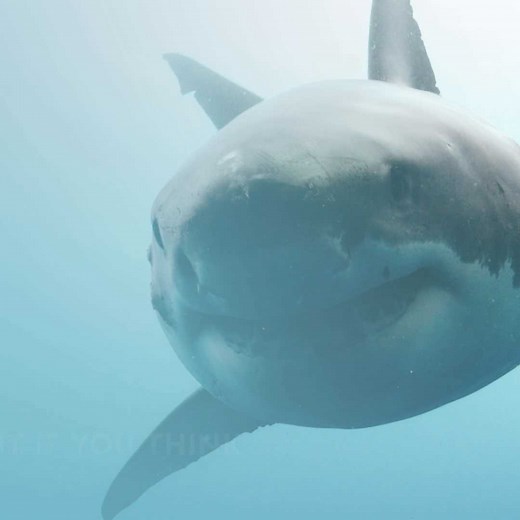 8.4K views · 103 reactions | Did you know that whale sharks have teeth on their eyeballs? These shark facts might sound weird, but they're totally true! #Sharkfest | National Geographic TV | Facebook