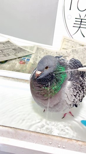 思い出のはとよちゃんとの楽しいひととき
