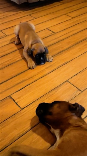 Grand Lake Boxers | Tiny but mighty 🐾 Already boss at 8 weeks old! #BoxerPuppy #BoxerLife #PuppyPlaytime #PuppyPersonality #PuppyAntics #DogMomLife... | Instagram