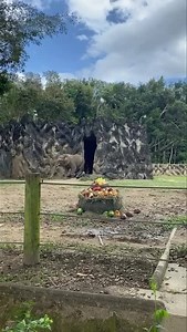163K views · 8.3K reactions | Happy Birthday Mundi PUERTO RICO TE AMA MUNDI SE QUEDO EN CASA Y EL ZOOLÓGICO SE PREPARA PARA SU APERTURA Hay mucho que celebrar... | EXPO Safari Puerto Rico | Facebook