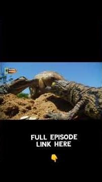 The Birth of a Monster: Incredible Crocodile Hatching Moments in 4K