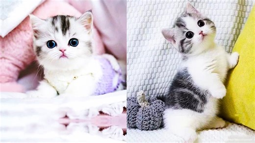 Baby Cats - Cute and Funny Cat Videos Compilation