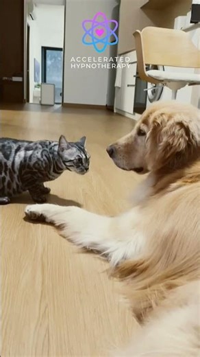 Cat vs Dog Playtime Showdown Theta Brain Wave Therapy