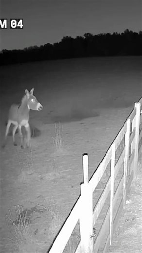 Donkey Chases Off Coyotes – Caught on Security Camera
