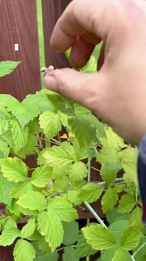 Do you know how to tell the difference between blackberries and black raspberries? I can show you.I planted a few different raspberry varieties two years ago and they are finally prolific enough to enjoy. I also have a newer set of thornless Glencoe raspberries started, that I hope can catch up quick. I think i need to add a good red variety to the mix too, as I seem to only grow the black/purple varieties. #raspberries #blackraspberries #blackcaps #berries #grow #growfood #urbanfarm #urbanfarmi