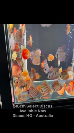 Check out our select Discus Available Now and some outstanding strains Albino Leopard, Albino Red Covers , yellow Scarlett snakeskins and so many more … we got you covered #discushq #discushqaustralia #livingdiscus #livingdiscusgroupperth #discusfishaustralia #discusaustralia #discusperth #aquariumperth #discusfish #wilddiscus | Discus HQ Australia - Living Discus
