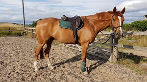 Horse suffers horrific wound while trying to flee from fireworks *Warning: graphic image* - Horse & Hound