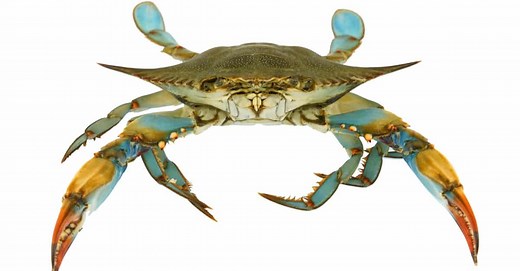 What Is a Group of Crabs Called?