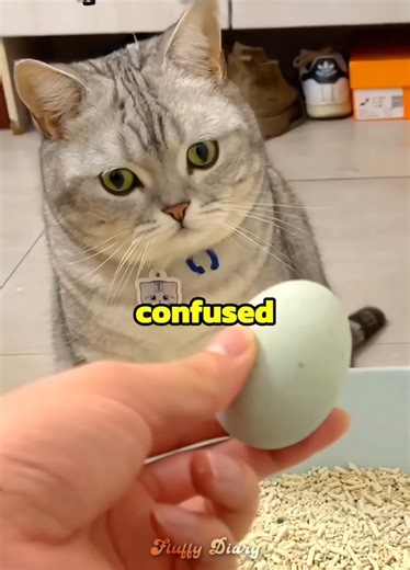 This cat laid a duck egg 🐱💗🐣