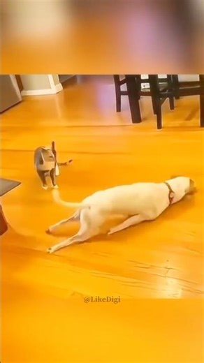 Funniest Cats Ever! 😹 You Won’t Stop Laughing