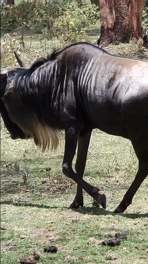 Documentales de los animales africanos | documentales de los animales salvajes | Animales Africanos