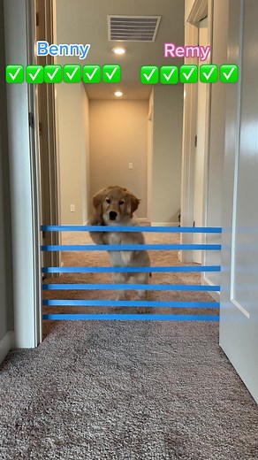 Heartwarming Puppy Compilation | Benny and Remy