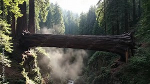 Fallen Tree Over River Canyon A Natural Forest Bridge in Sunlight