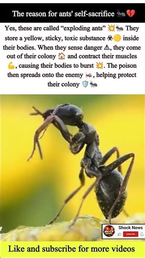 Exploding Ants Sacrifice Truth 🐜💥 #ants #educational #entertainment #viral #shorts