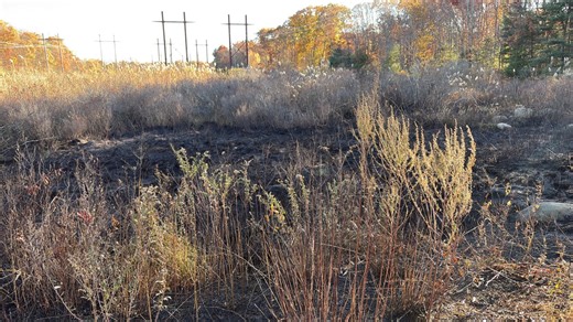 DEM issues statewide fire ban amid heightened wildfire risk