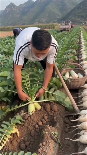 🌱 Efficient White Radish Harvesting with Hand Hoe Tool