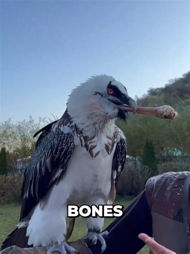 Bearded Vulture: The Bird That Eats Bones