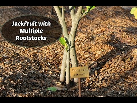 Jackfruit Tree with Multiple Rootstocks - Inarch grafts