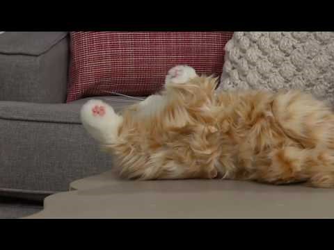 Hasbro's Lifelike Joy for All Companion Cat By: Hasbro on QVC