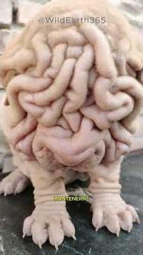 Shar Pei - The dark side of their wrinkles