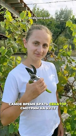 How to PROPERLY PRUN GRAPES in the Fall? #gardening #grapes #grapepruning