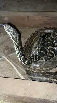 Carpet snake python mating in the ceiling
