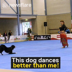 79K views · 1K reactions | Border collie and owner wow audience with captivating routine at Dog Dance World Championships. | Newsflare | Facebook