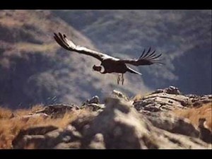 DISCULPE-HERNAN FIGUEROA REYES.wmv