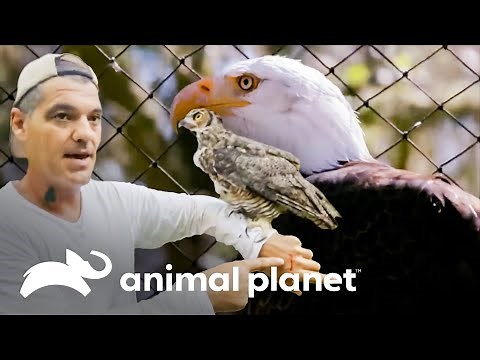 Las aves más asombrosas que se ha topado Frank en sus viajes | Wild Frank | Animal Planet