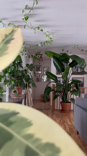 Birds of Paradise Plant: The Queen of Indoor Plants