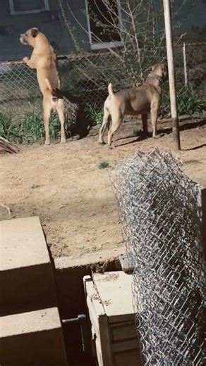 Adult male train female puppy to guard grounds #southafricanboerboels #platinumpawsandmorellc