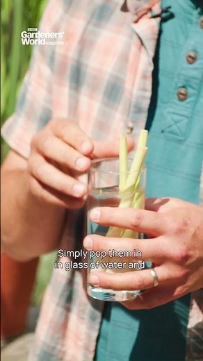 Grow lemongrass from the supermarket
