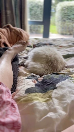 Hannah Brooks on Instagram: "Aw Sapphie Cat, you’re so chill. A living toy. It takes a lot for her to retaliate. I mean A LOT. She doesn’t even open her eyes in this video as I poke her and squeeze her feet and belly 😆 I was creative today. I threw a small mug and hand built a clay vase. I will eventually put some of my pottery up but right now I’m in that awkward new skill phase where more is going wrong than right. So for now it’s cute kitty videos! . . . #ragdoll#catsofinstagram#chill#creati