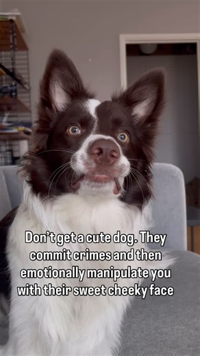 Kasper the Border Collie on Instagram: "He is cute for a reason lol #bordercollie #dogsofinstagram #dogreels #doghumor #puppylife"