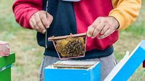 Expert Mating Nuc Plans: Beekeeping Queen Mating Made Simple