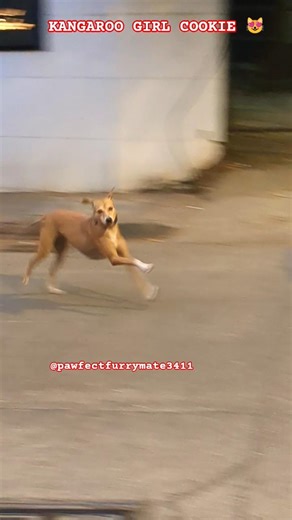 Meet Kangaroo girl Cookie... #saveindiedogs #IndiaUnmutes #indiedogs #youtubeshorts #shorts